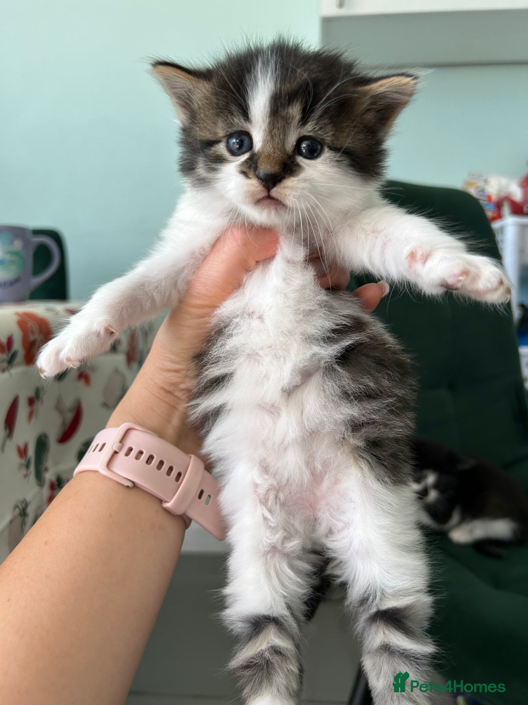 British Longhair cats for sale: Fluffy little angels  - Image 13