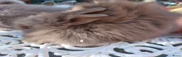 Lionhead rabbits for sale: PUREBRED DOUBLE/TEDDY LION HEAD BABIES  - Advert 4