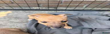 Italian Greyhound 3