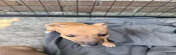 Italian Greyhound dogs for sale: Reduced! 2 Italian grey hounds boys available  - Advert 22