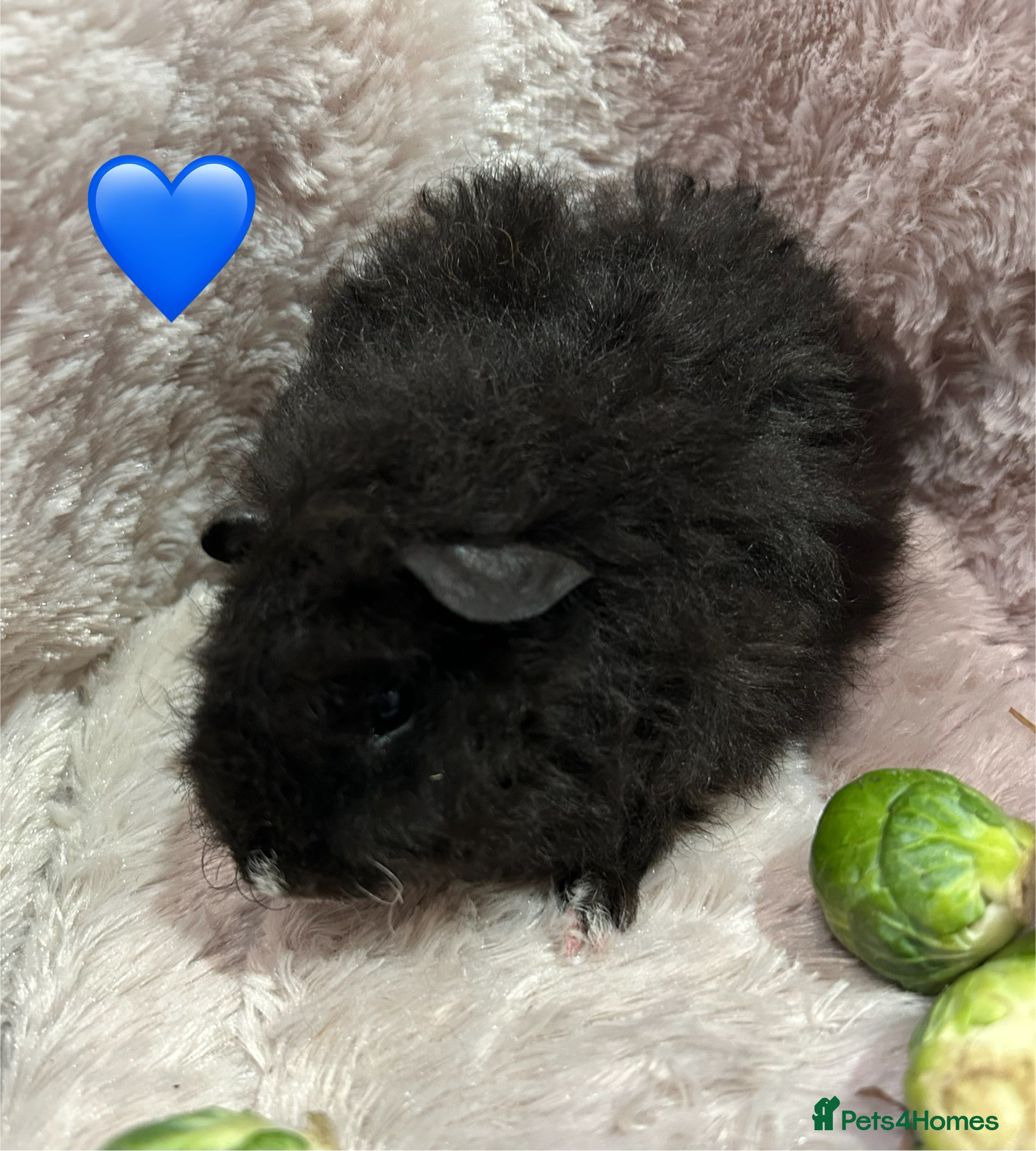 Guinea Pig rodents GORGEOUS BABY GUINEA PIGS - Advert 22