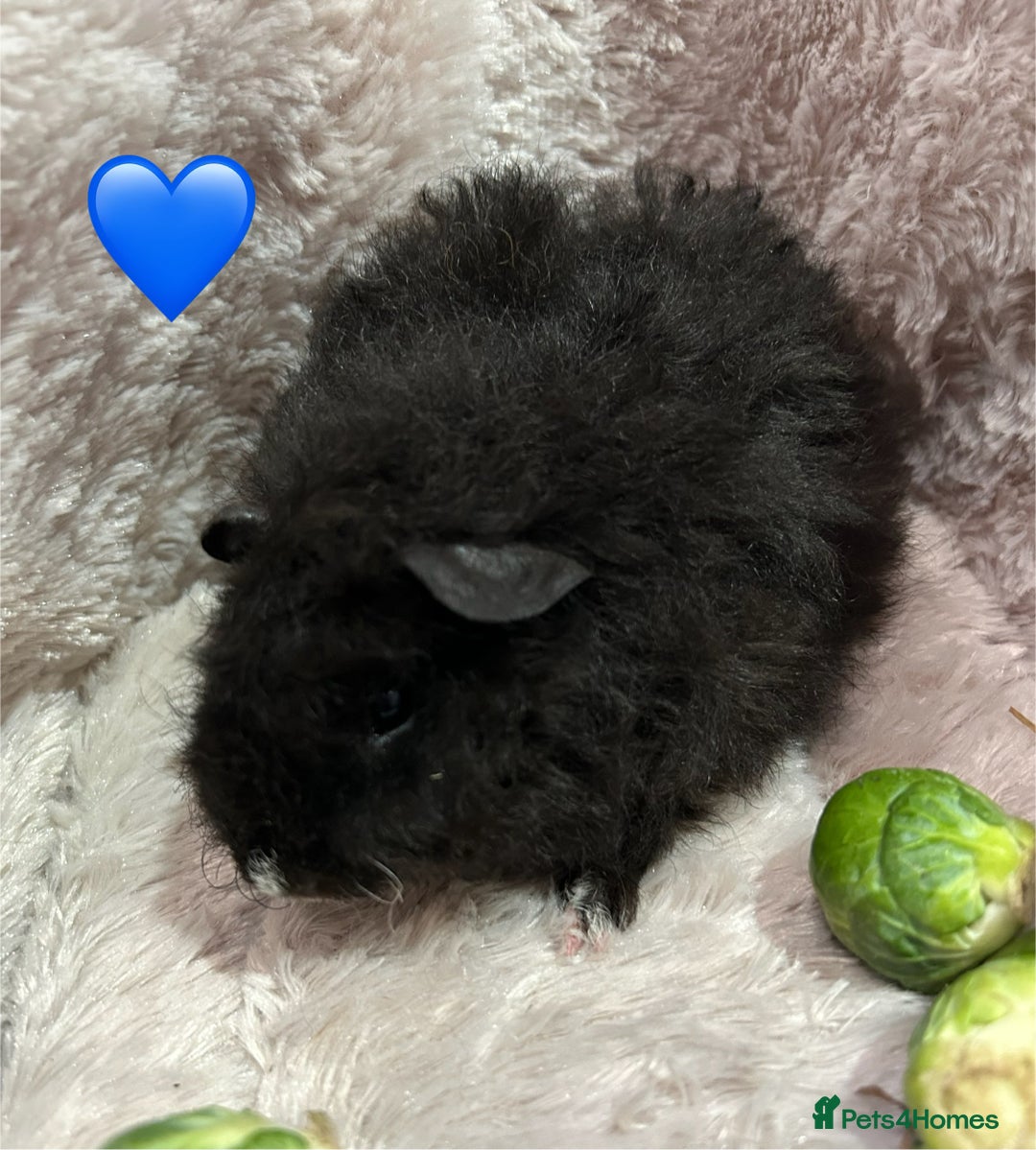 Guinea Pig rodents for sale: GORGEOUS BABY GUINEA PIGS - Advert 6