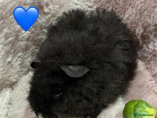 Guinea Pig rodents GORGEOUS BABY GUINEA PIGS - Advert 22