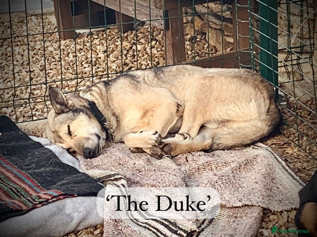 Mixed Breed dogs for adoption: The Duke, 8 yrs approx. Available for adoption. - Advert 32
