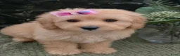 Maltipoo dogs for sale: Quality Toy Maltipoos Japan & USA CHAMPION lines  - Advert 2