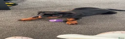 Rottweiler dogs for sale: Rottweiler puppy - Advert 3