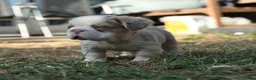 French Bulldog dogs for sale: HOME BRED FLUFFY FRENCHY•ISABELLA.KC&DNA CERT - Advert 8