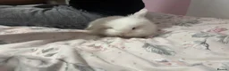 Lionhead rabbits for sale: White Lionhead for sale in Birmingham - Advert 2