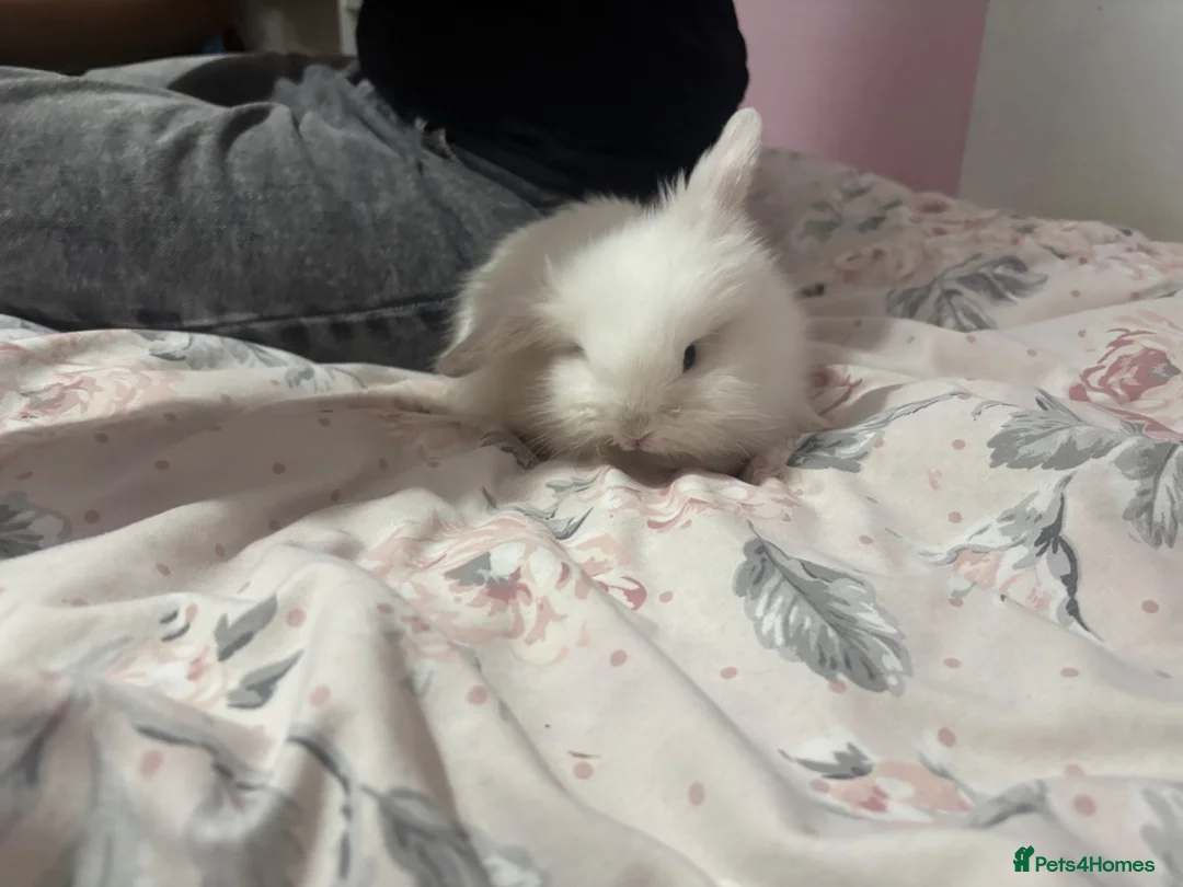 Lionhead rabbits for sale: White Lionhead for sale in Birmingham - Advert 2