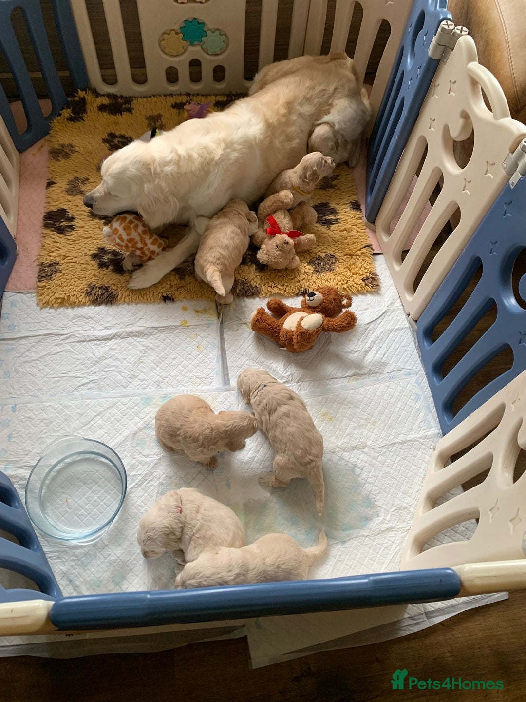 Goldendoodle dogs for sale: 8 gorgeous f1 mini goldendoodle dna clear - Image 10