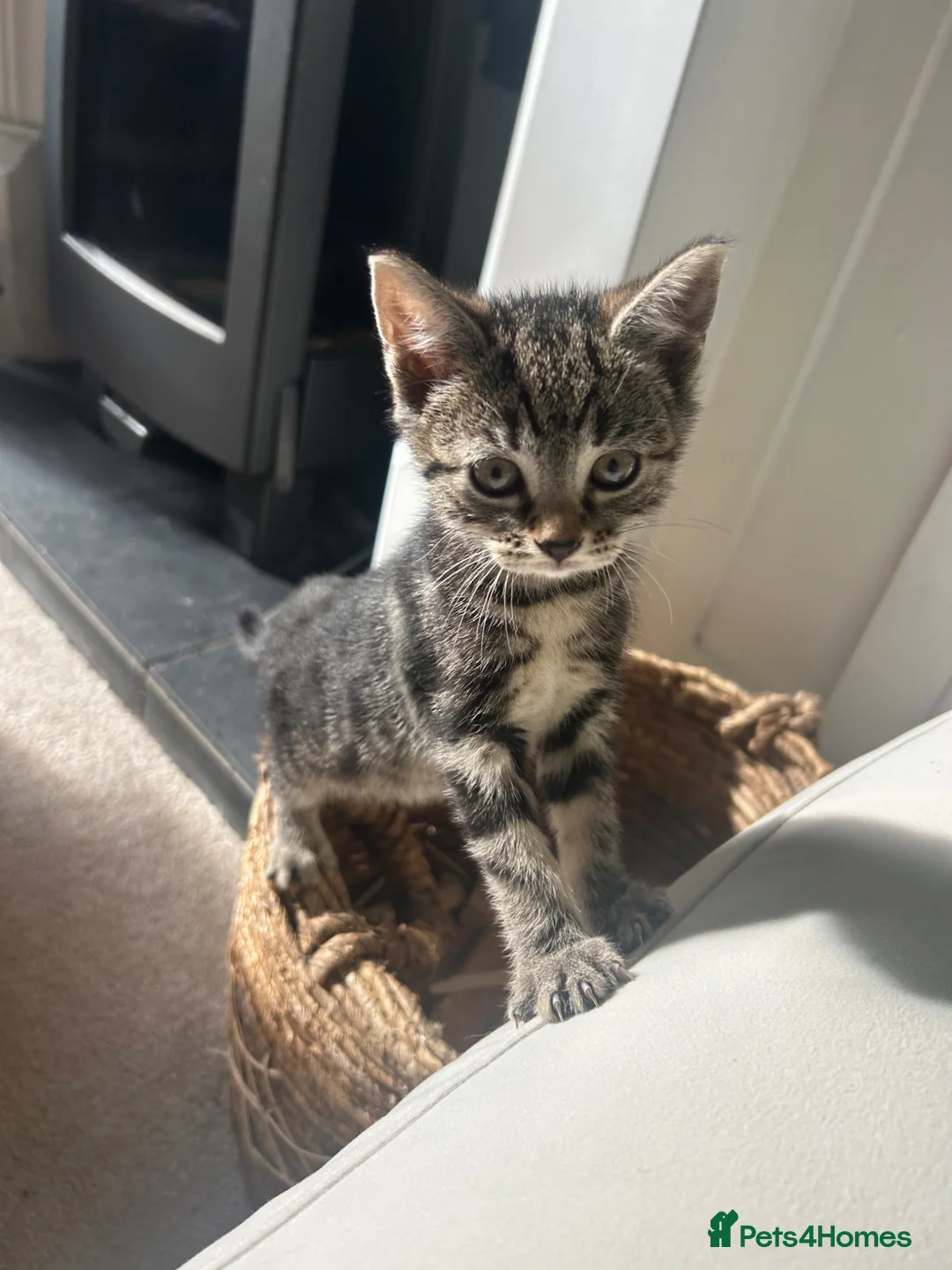 Mixed Breed cats for sale: Beautiful tabby British shorthair cross in Bury - Advert 1