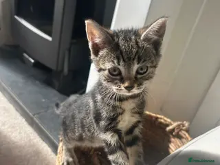 Mixed Breed cats Beautiful tabby British shorthair cross - Advert 4