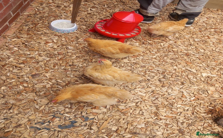Chickens poultry - Advert 1
