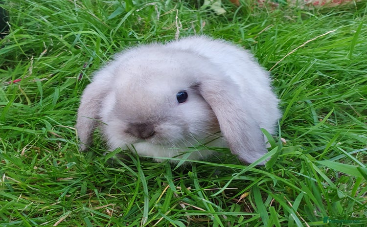 Mini Lop rabbits for sale - Advert 2