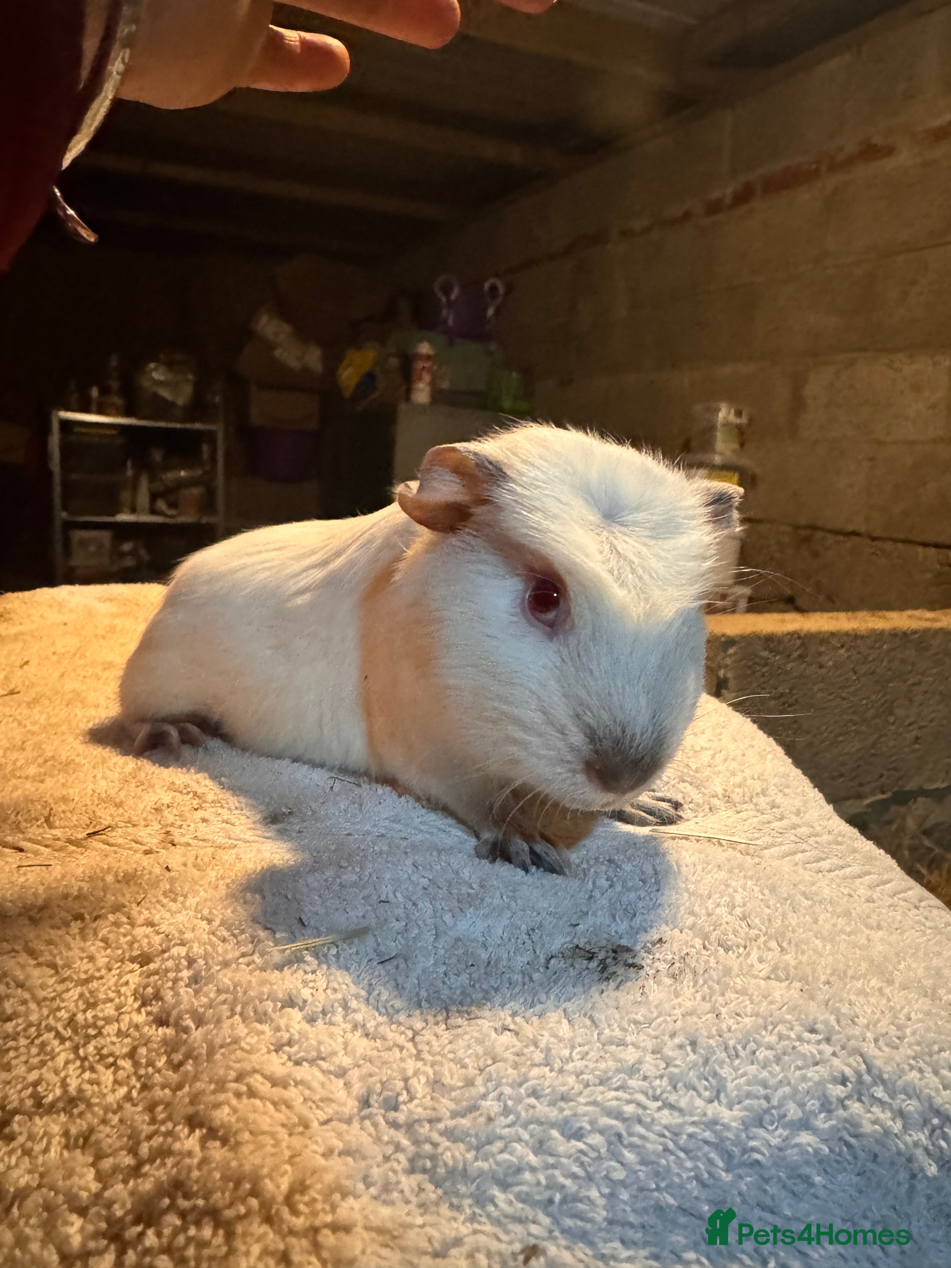 Guinea Pig rodents £30 FOR THE PAIR - two brothers READY NOW  - Advert 1