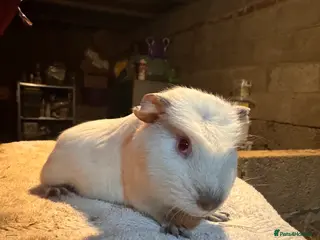 Guinea Pig rodents £30 FOR THE PAIR - two brothers READY NOW - Advert 1