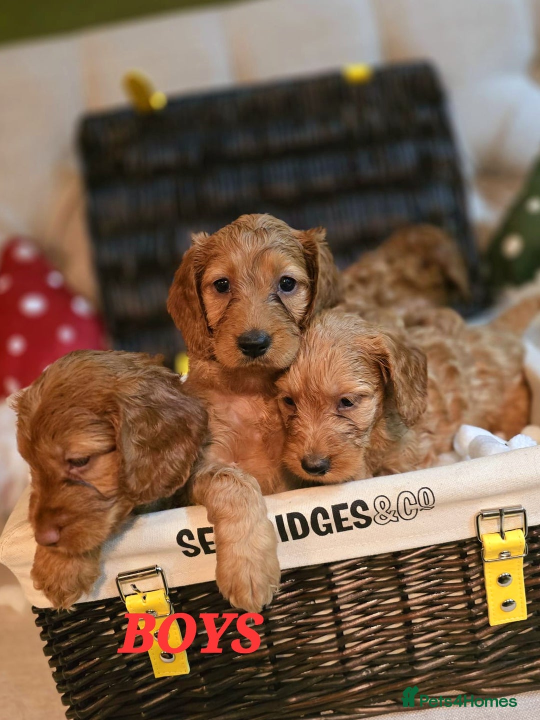 Cockapoo dogs for sale: F1 DNA hereditary clear cockapoos  - Advert 3