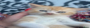 Persian 5