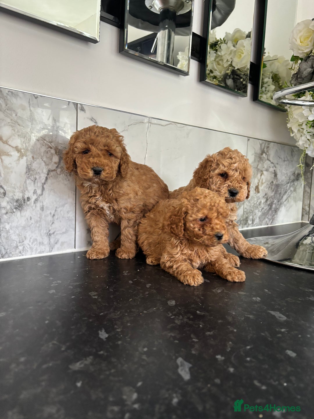 Maltipoo dogs for sale: 🐶 perfect toy maltipoo puppies (toy poodle) 🐶  - Advert 7