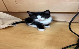 British Shorthair cats for sale: 2 BLACK FEMALE SHORTHAIR KITTENS. READY TO GO! - Image 5