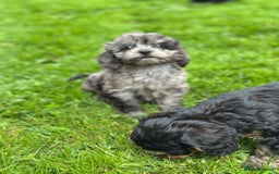 Cavapoo dogs for sale: Top Class Cavapoo pups double vaccinated! - Image 33