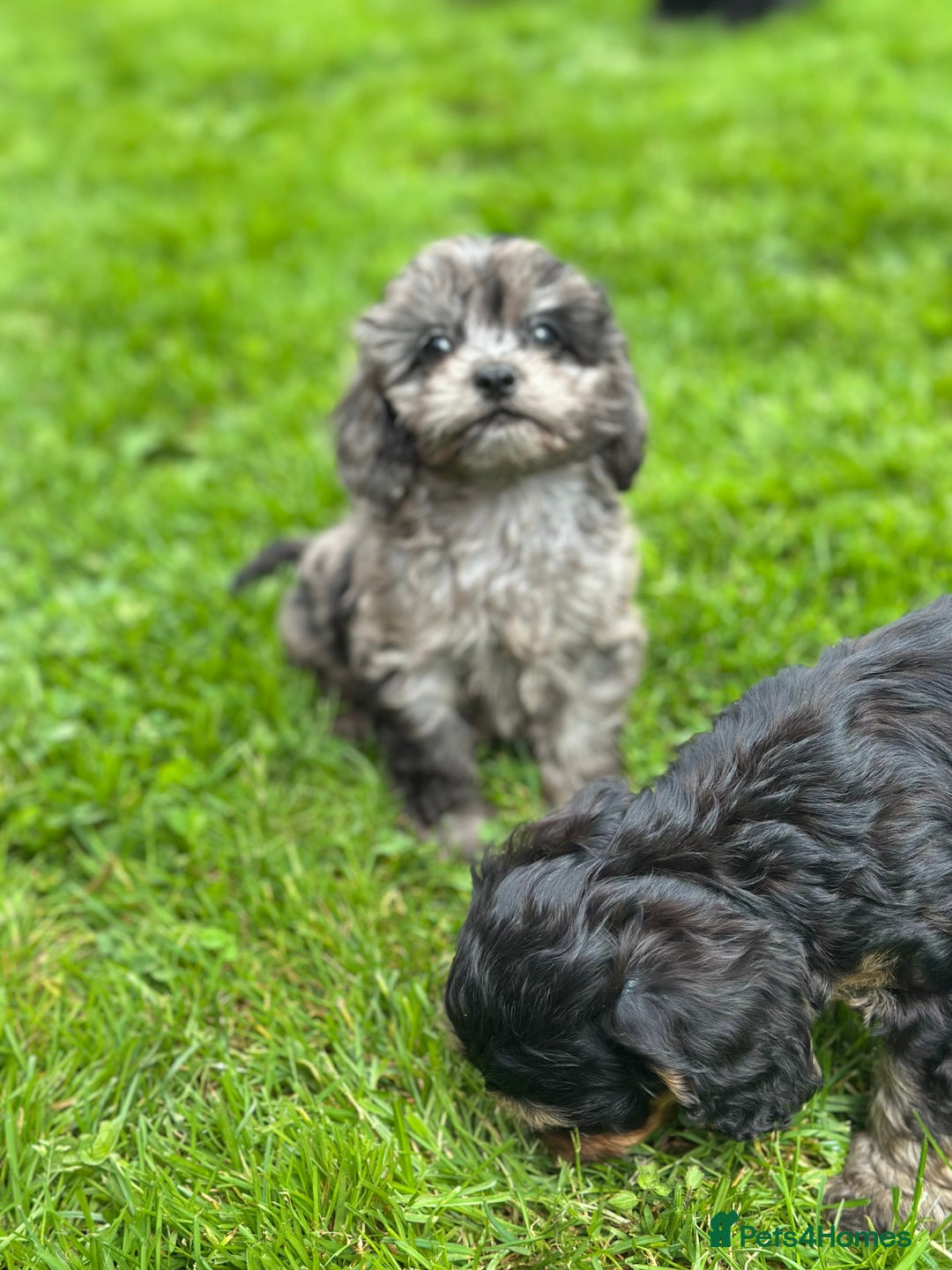 Cavapoo dogs for sale: Top Class Cavapoo pups double vaccinated! - Image 33