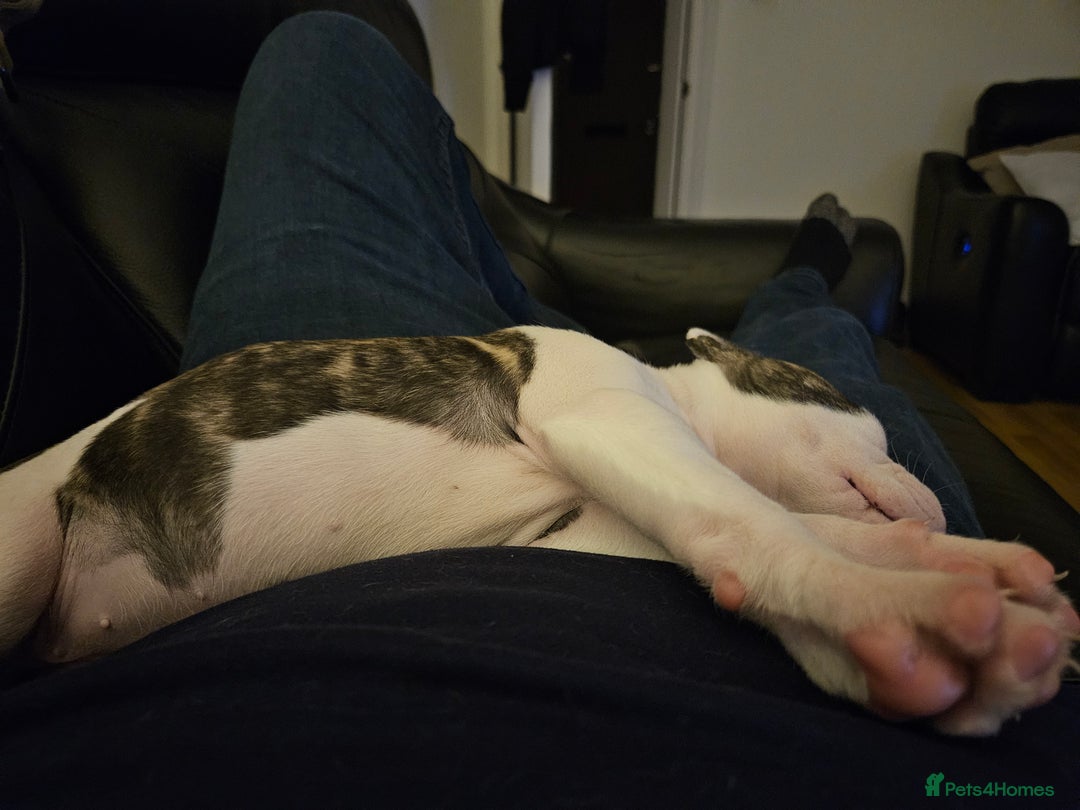 American Bulldog dogs for sale: 14 week female American bulldog puppy  - Advert 5