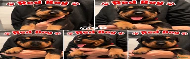 Rottweiler 2
