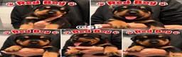 Rottweiler dogs for sale: Rottweiler Puppies  - Advert 7