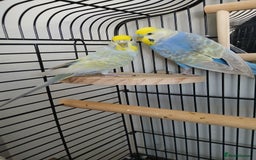 Budgerigars birds for sale: Pair of budgies - Image 2
