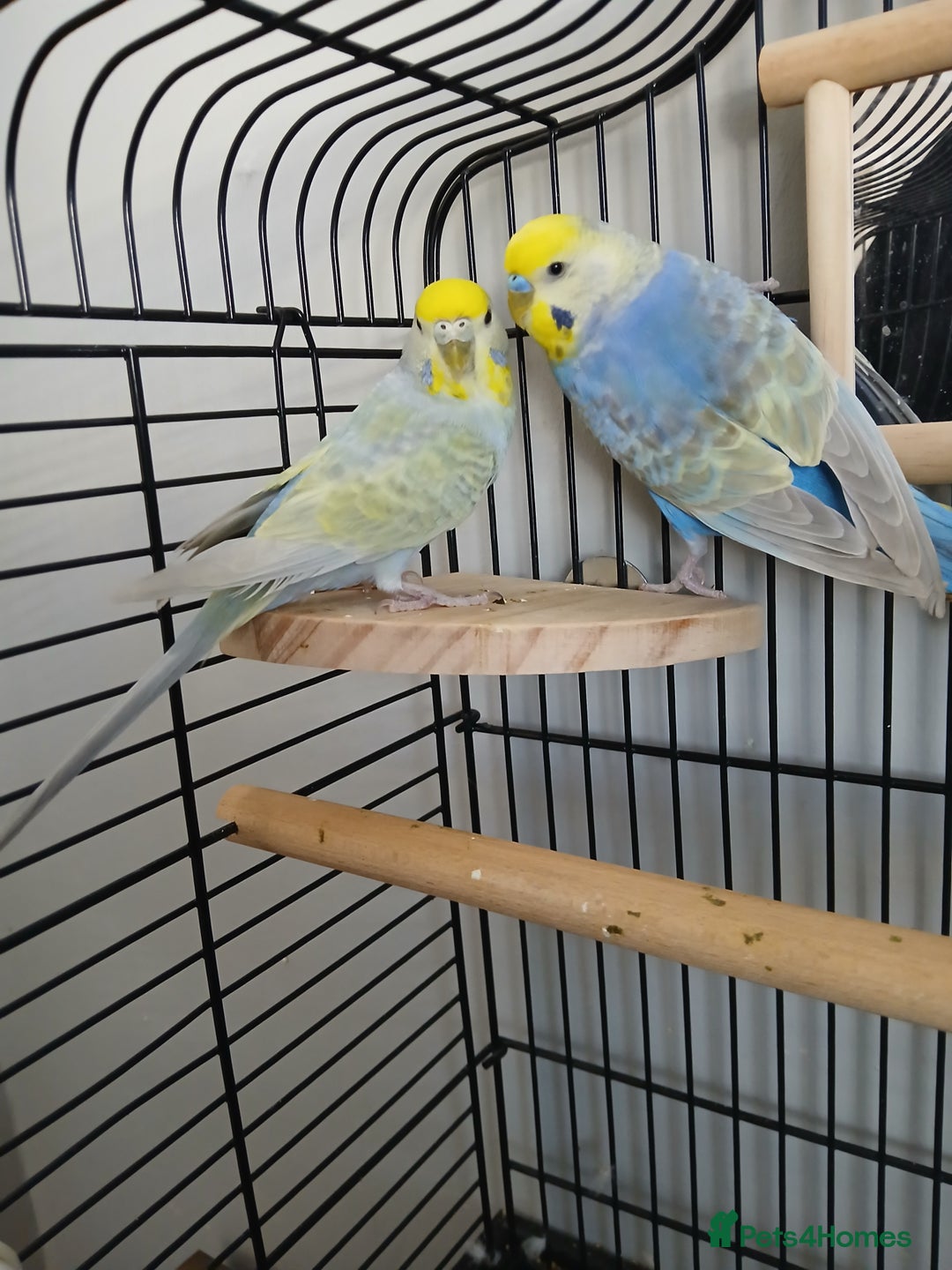 Budgerigars birds for sale: Pair of budgies - Image 2