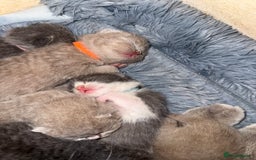 British Shorthair cats for sale: Pure British Shorthair Kittens😻🥇🏆Champion Line - Image 2