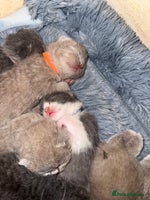 British Shorthair cats - Advert 2