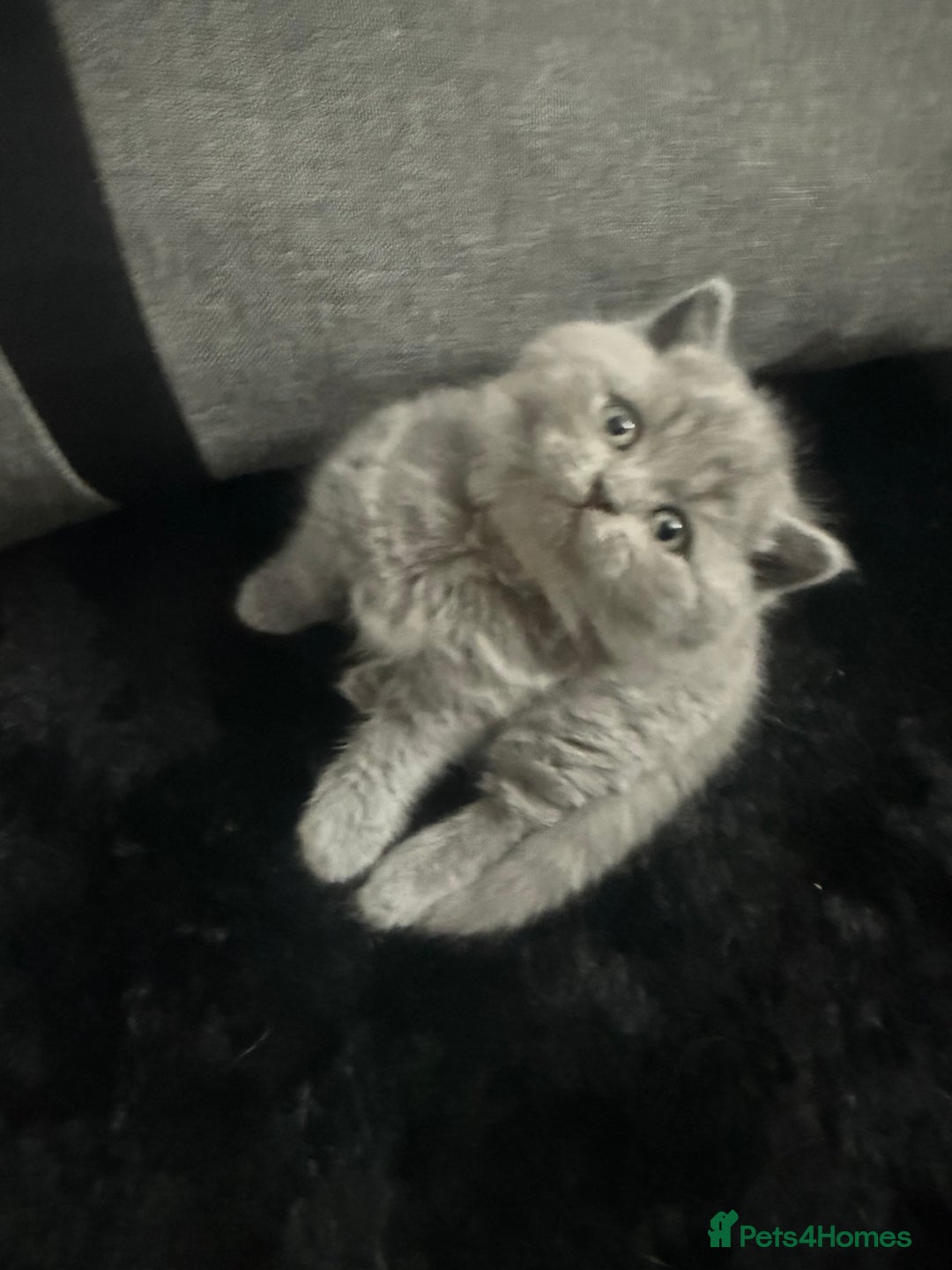 Scottish Fold cats for sale: Scottish fold kittens  - Advert 2