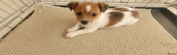 Mixed Breed dogs for sale: Jack Russell 3/4 1/4 chihuahua - Advert 1