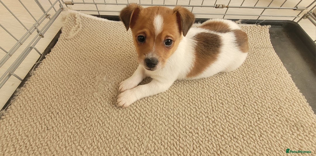 Mixed Breed dogs for sale: Jack Russell 3/4 1/4 chihuahua - Advert 1