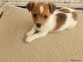 Mixed Breed dogs Jack Russell 3/4 1/4 chihuahua - Advert 1