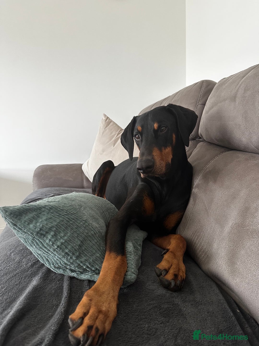 Dobermann dogs for sale: Wonderful Doberman for unfortunate adoption  - Advert 1