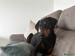 Dobermann dogs Wonderful Doberman for unfortunate adoption - Advert 15
