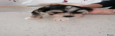 Lhasa Apso 1