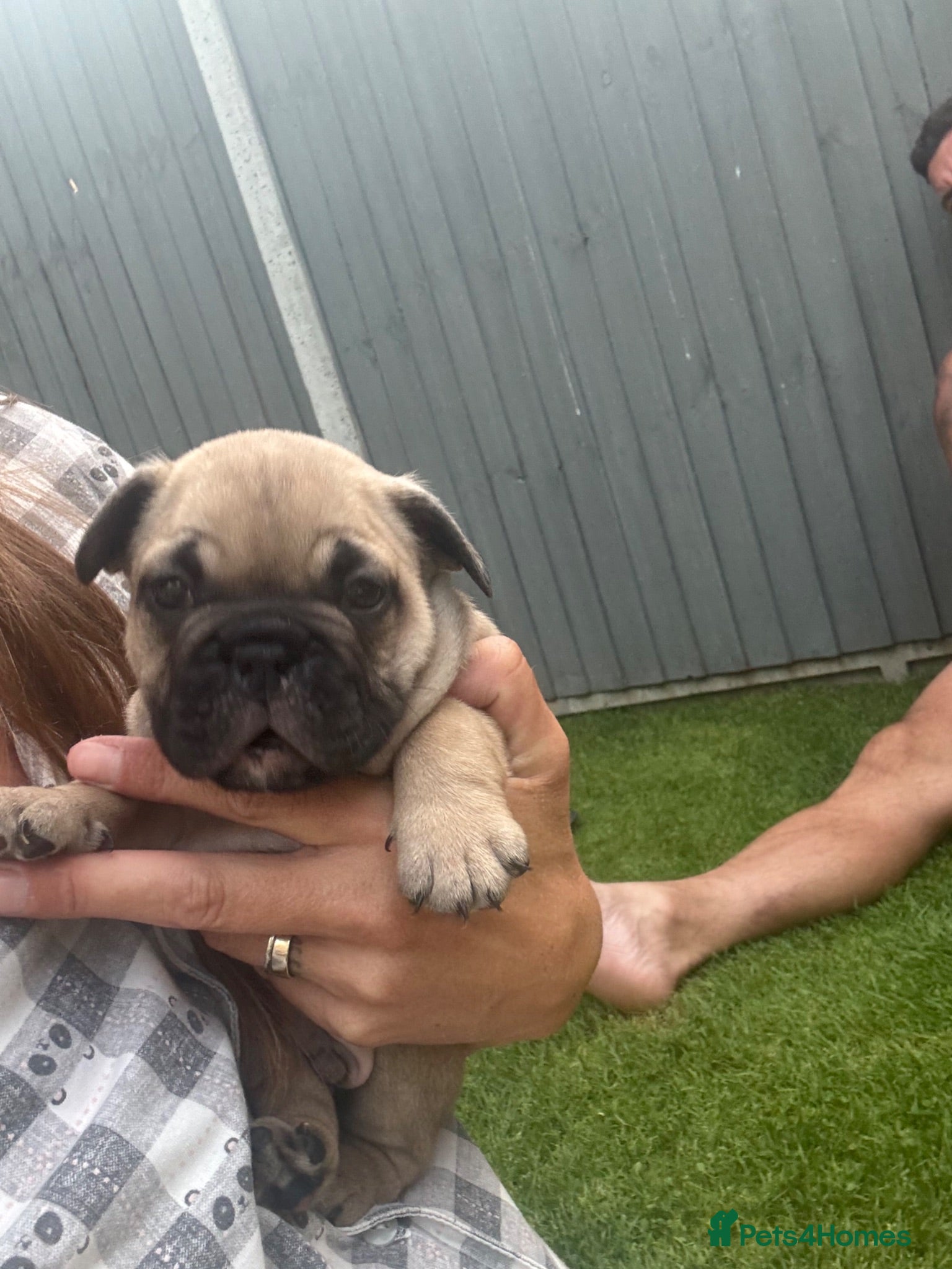Mixed Breed dogs French bulldog/ British bulldog puppies  - Advert 13