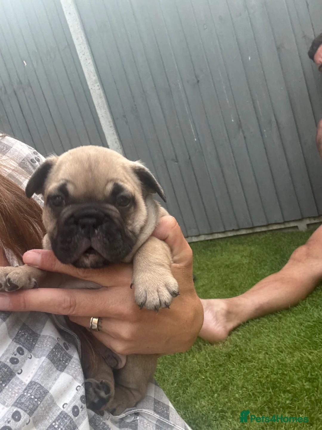 Mixed Breed dogs for sale: French bulldog/ British bulldog puppies  - Advert 1