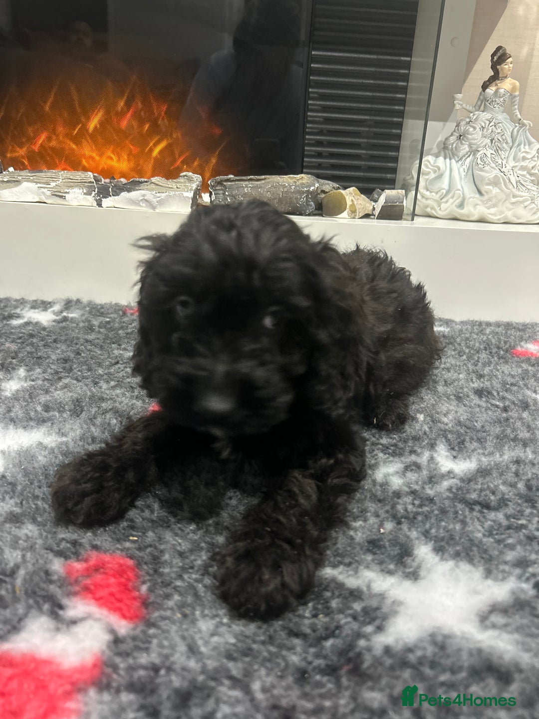 Cockapoo dogs for sale: F1B Cockapoos Pups - Advert 14