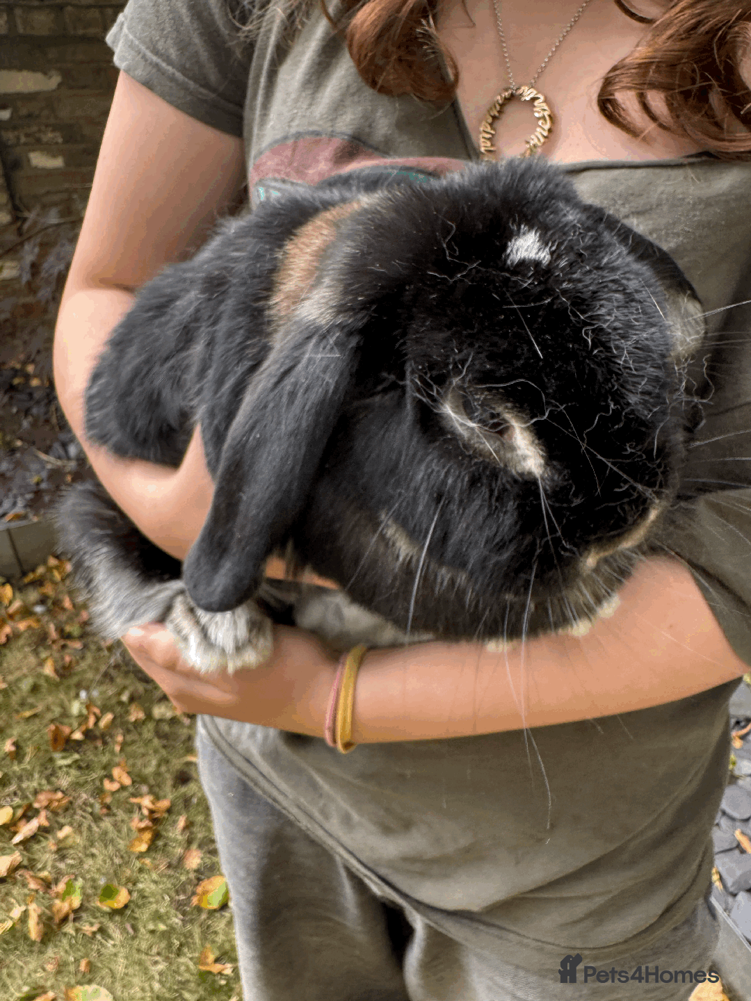 Mini Lop rabbits for sale: Bonded pair mini lop rabbits - Image 5