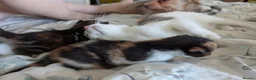 Mixed Breed cats for sale: Bengal x kittens  - Advert 10