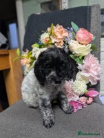 Cockapoo dogs - Advert 9