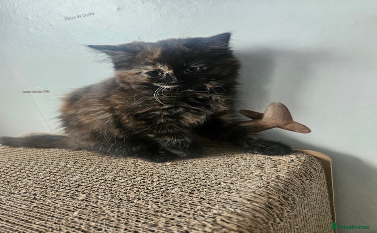 Turkish Angora cats - Advert 15