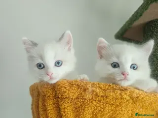 Ragdoll cats Kitten Ragdoll bicolor- 2 girls - Advert 1
