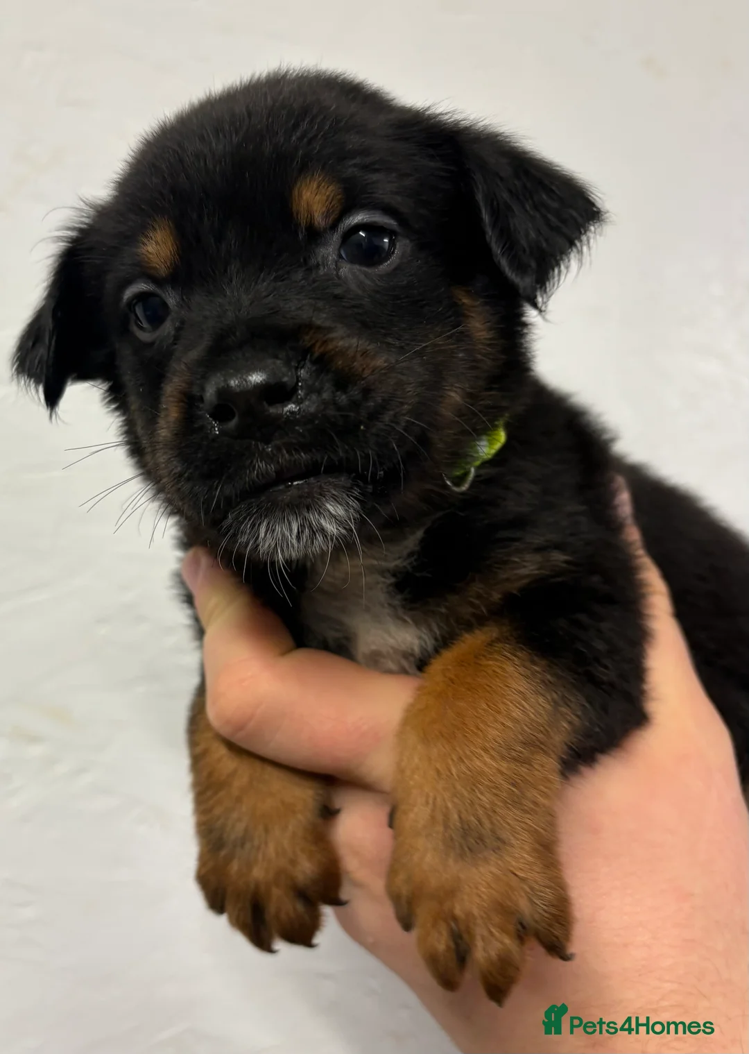 Mixed Breed dogs for sale: Rottweiler x malinois - Advert 24