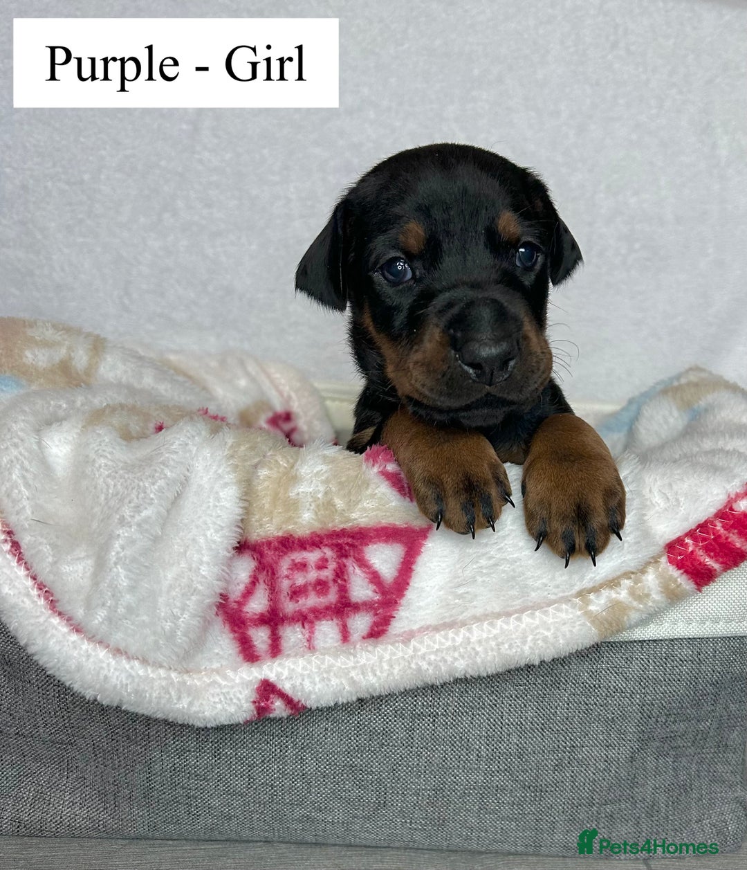 Dobermann dogs for sale: 🩶 Top quality KC registered Doberman puppies! 🩶 - Advert 2